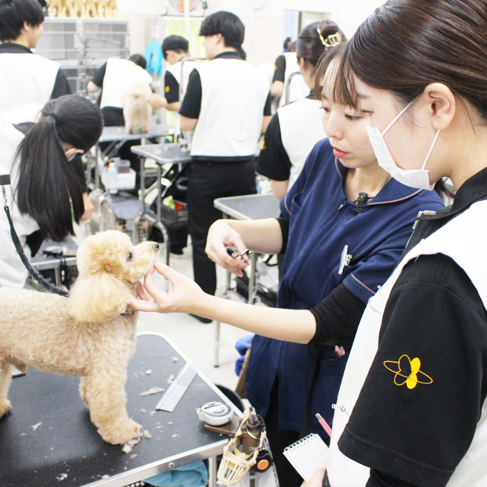 今日もトりミングがんばっています☆